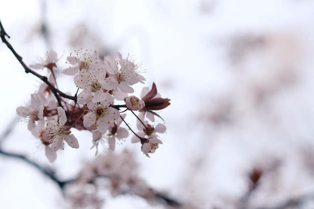 Flor de cerezo o flor de Sakura en el fondo de la naturaleza