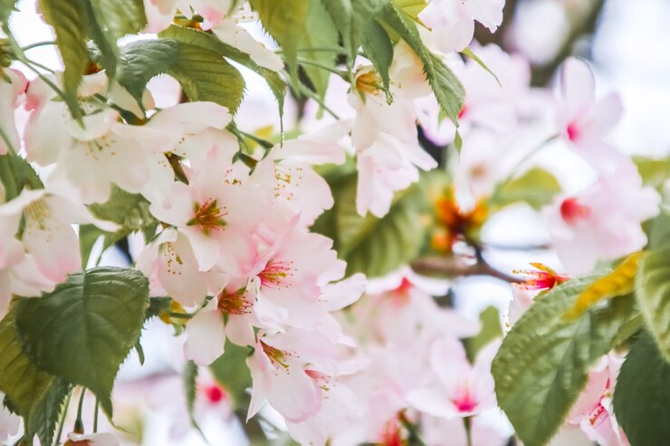 Flor de cerezo o flor de Sakura en el fondo de la naturaleza