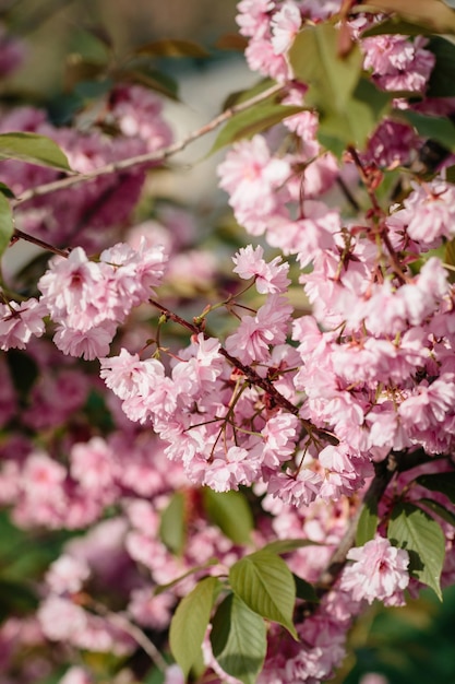 Flor de cerezo o flor de Sakura