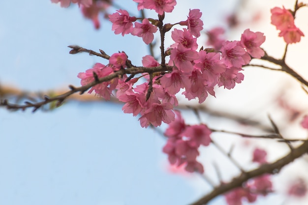 Flor de cerezo o flores de sakura en la montaña de Doi angkhang, Chiang Mai Tailandia