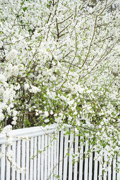 Foto flor de cerezo o manzano contra una valla de madera blanca vertical