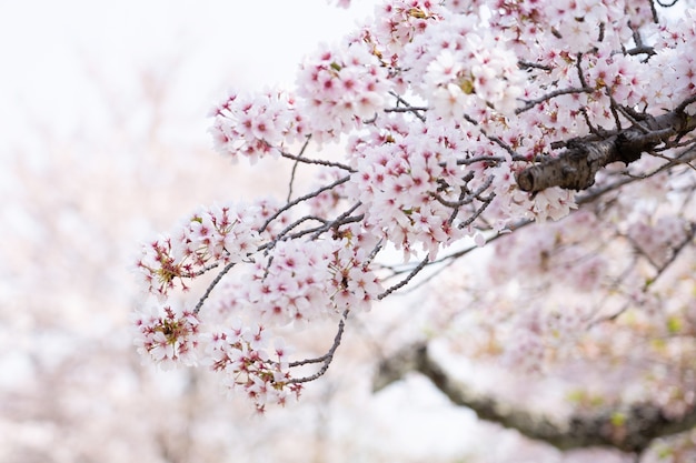 La flor de cerezo o sakura en la temporada de primavera