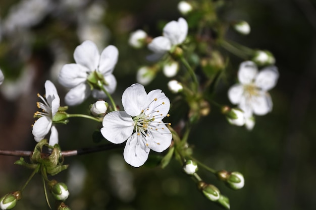 flor de cerezo en la oscuridad