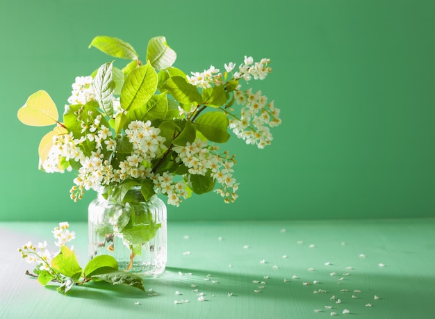 Flor de cerezo de pájaro en florero sobre fondo verde