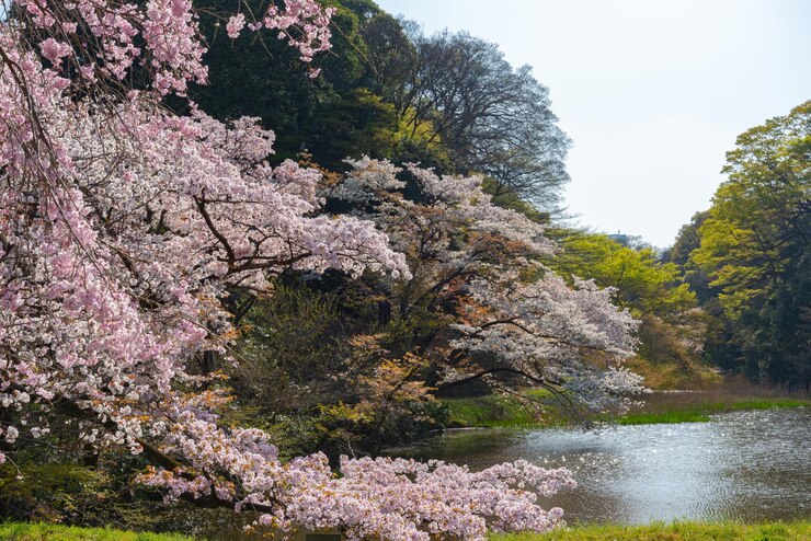 Flor de cerezo en el Palacio Imperial de Tokio