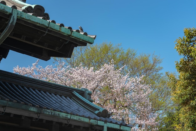 Flor de cerezo en el Palacio Imperial de Tokio