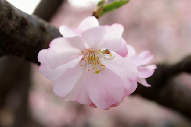 Foto flor de cerezo en el parque