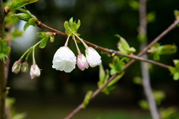 Flor de cerezo en plena floración. Flores de cerezo en pequeños racimos en una rama de cerezo, desvaneciéndose hasta el blanco. Poca profundidad de campo. Concéntrese en el racimo de flores central.