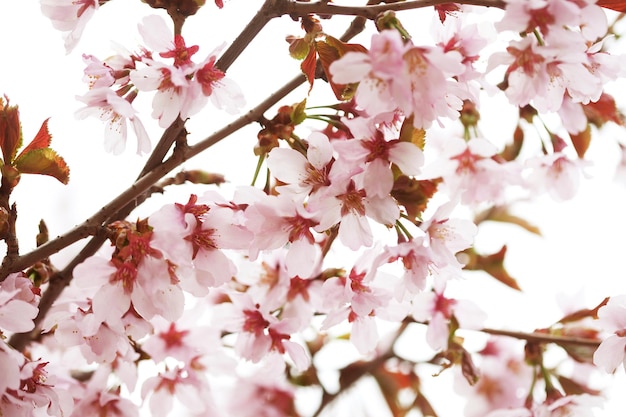 Flor de cerezo en plena floración Flores de cerezo en pequeños racimos en una rama de cerezo