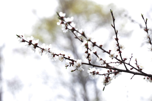 Flor de cerezo en plena floración Flores de cerezo en pequeños racimos en una rama de cerezo