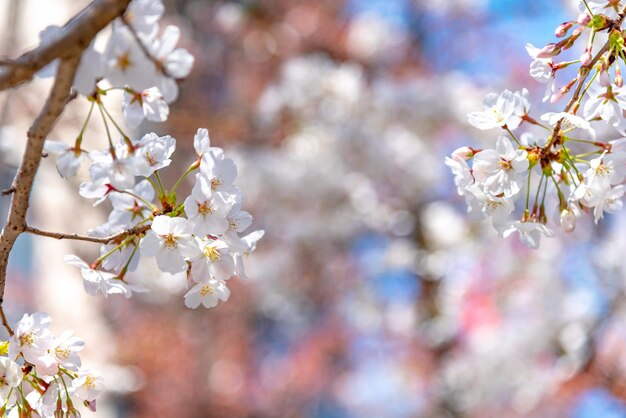 Flor de cerezo en plena floración en primavera con fondo borroso