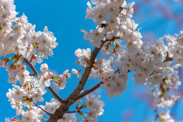 Flor de cerezo en plena floración en primavera