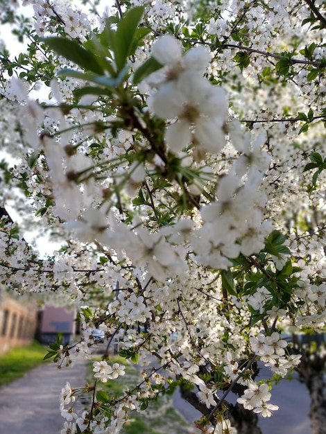 Flor de cerezo en primavera arbusto blanco