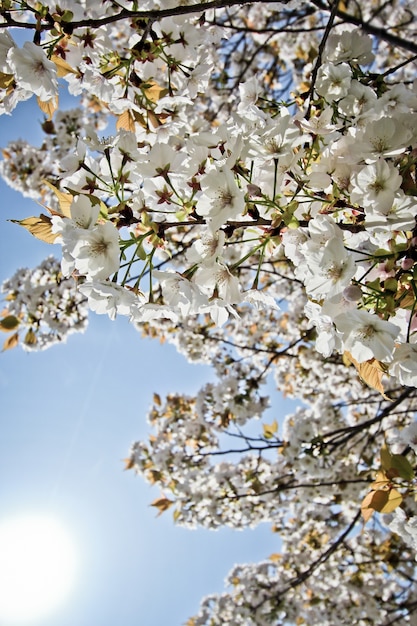 Flor de cerezo de primavera blanca con cielo azul