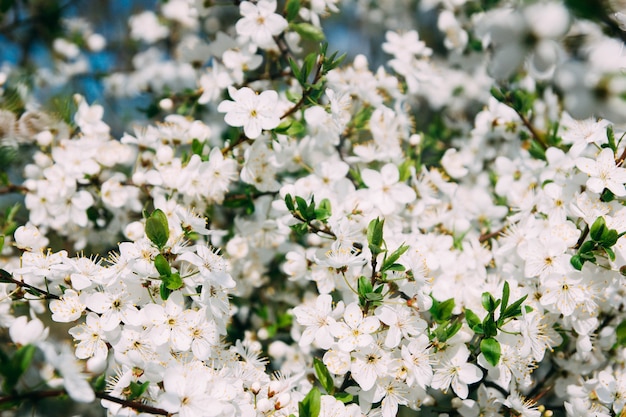 flor de cerezo de primavera en la ciudad