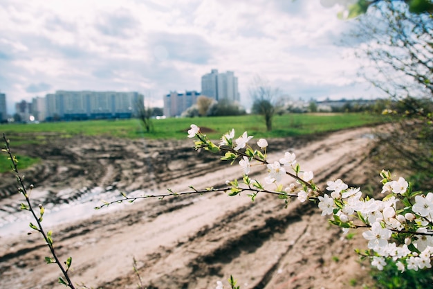 flor de cerezo de primavera en la ciudad