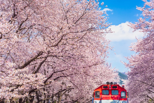 La flor de cerezo en primavera en Corea es el popular lugar para ver flores de cerezo, Jinhae Corea del Sur.