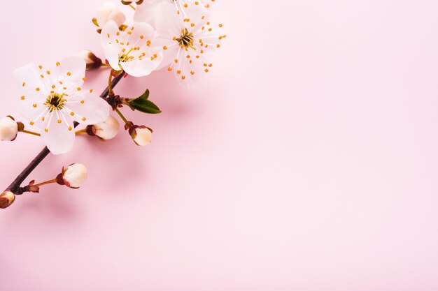 Flor de cerezo de primavera Fondo abstracto de rama de árbol de flor de cerezo macro sobre fondo rosa Fondo de Pascua feliz Concepto de día de la mujer de primavera Pascua Cumpleaños para mujer o madres vacaciones