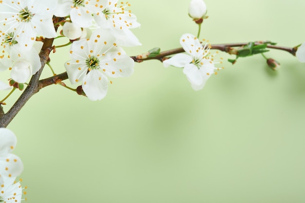 Flor de cerezo de primavera Fondo abstracto de rama de árbol de flor de cerezo macro sobre fondo verde Fondo de Pascua feliz Concepto de día de la mujer de primavera Pascua Cumpleaños para mujer o madres vacaciones