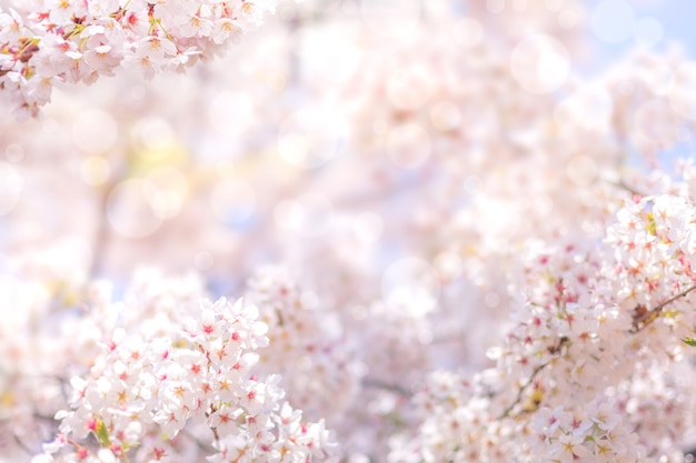 Flor de cerezo en primavera para el fondo o copie el espacio para el texto