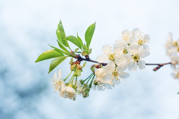 Flor de cerezo de primavera con fondo suave, fondo estacional floral natural.