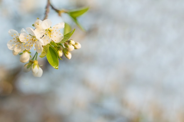 Flor de cerezo de primavera con fondo suave.