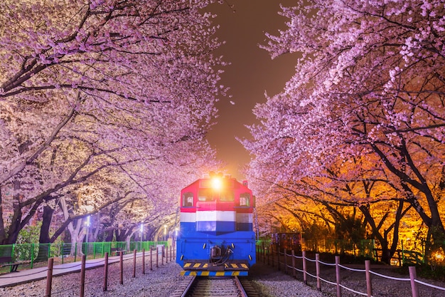 Flor de cerezo en primavera y tren