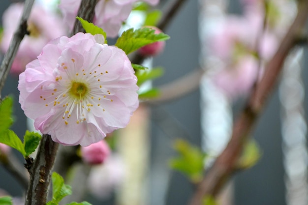 Flor de cerezo durante la primavera