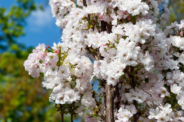 Flor de cerezo en primavera