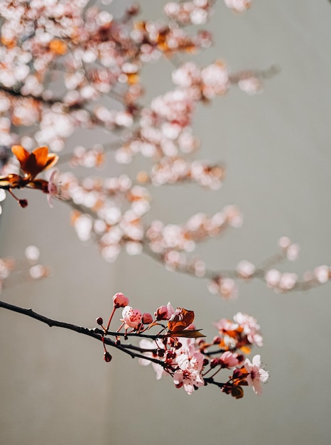 flor de cerezo en primavera