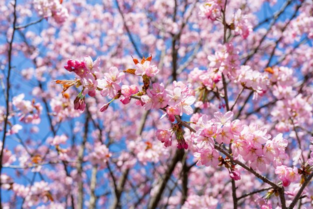 Flor de cerezo de primavera