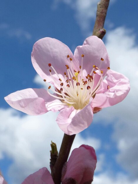 Foto la flor del cerezo en primavera