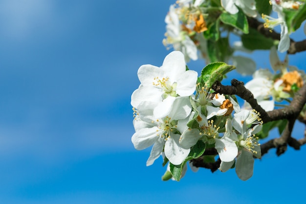 Flor de cerezo en primavera