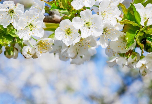 La flor del cerezo en primavera