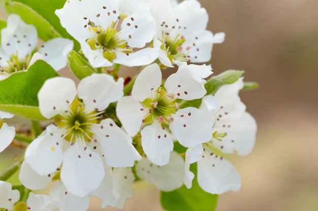 Flor de cerezo en primavera