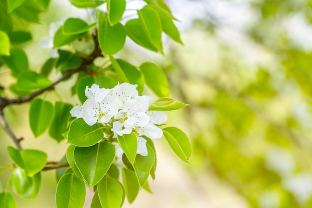 Flor de cerezo en primavera