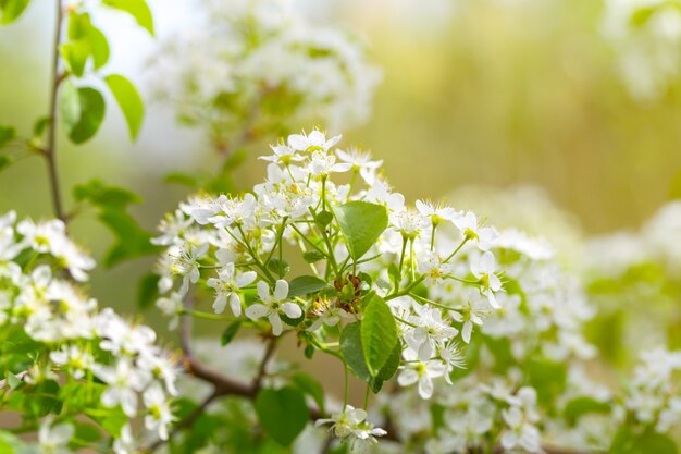 Flor de cerezo en primavera