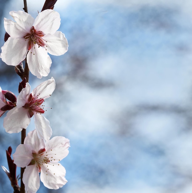 flor de cerezo, primer plano, flores blancas