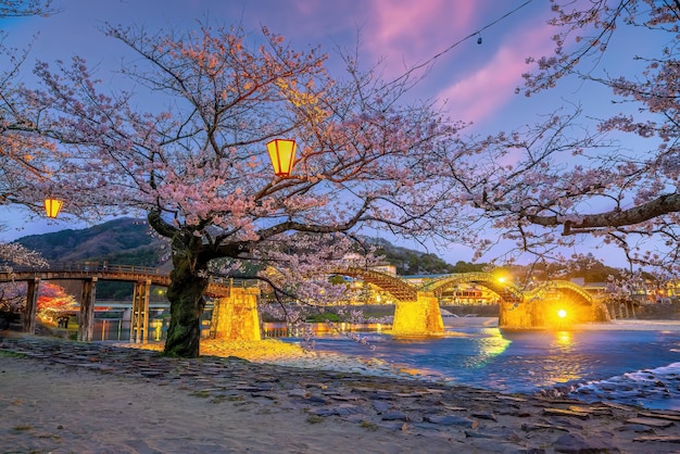 Flor de cerezo en el puente Kintaikyo ciudad de Iwakuni Japón por la noche