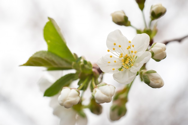 Flor de cerezo en una rama