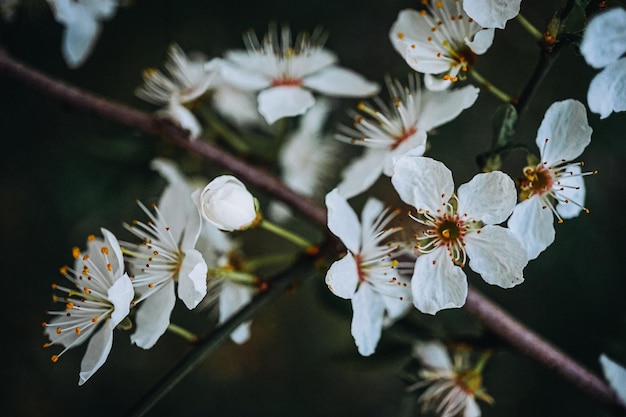 flor de cerezo en una rama