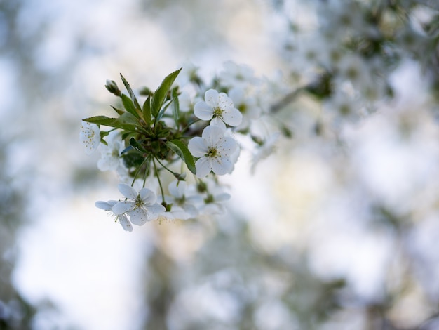 Flor de cerezo, ramas, flores. Fondo de primavera