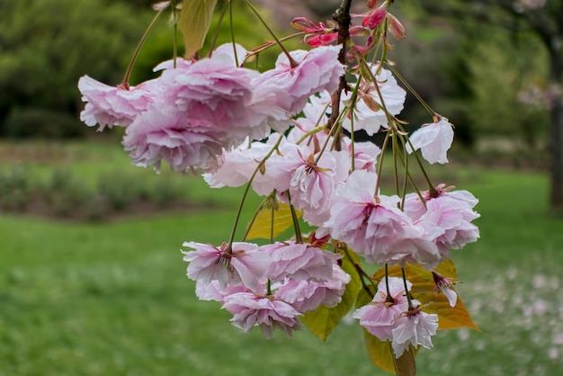 Flor de cerezo en Roath Park Cardiff