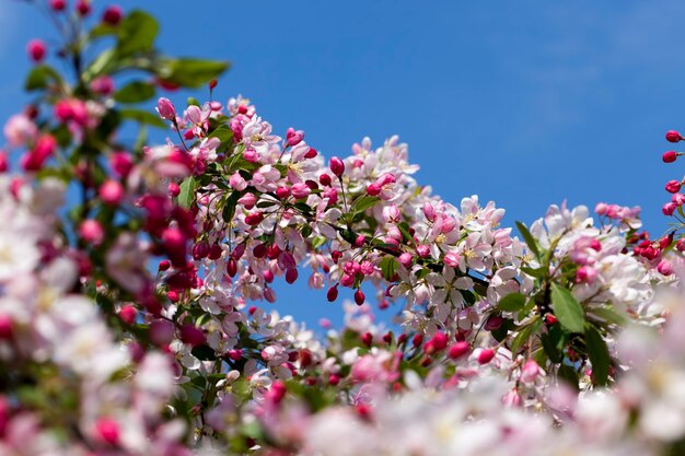 Flor de cerezo roja en primavera