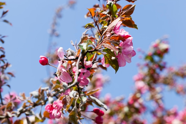 Flor de cerezo roja en primavera