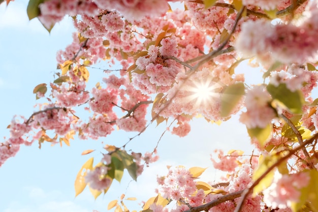 Flor de cerezo rosa en el cálido día de primavera Hermosa escena natural con árboles florecientes y bengalas solares