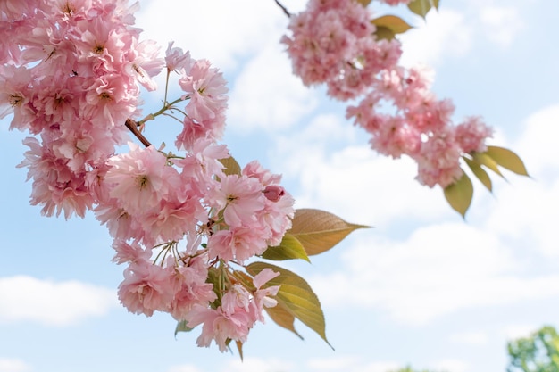 Flor de cerezo rosa en el cálido día de primavera Hermosa escena natural con árboles florecientes y bengalas solares