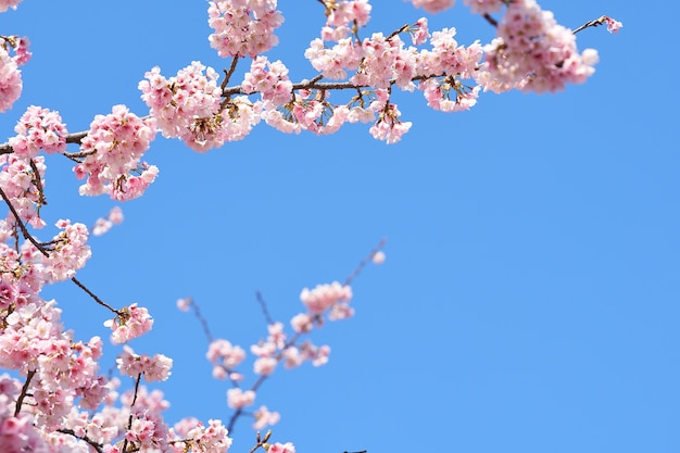 Flor de cerezo rosa (flor de cerezo, cereza japonesa)