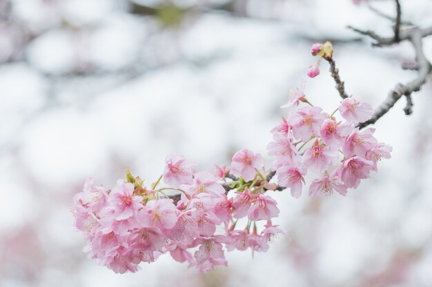 Flor de cerezo rosa (flor de cerezo, cerezo de flor japonesa)