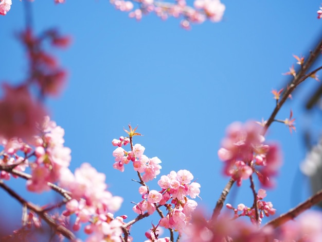 Flor de cerezo rosa en flor